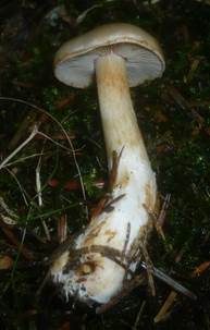 Kleinsporiger Schleimkopf, Foto 5