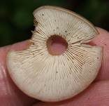 Knopfstieliger Rübling, Foto 13
