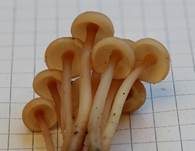 Knopfstieliger Rübling, Foto 16