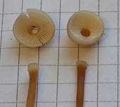 Knopfstieliger Rübling, Foto 17
