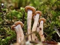 Knopfstieliger Rübling, Foto 19