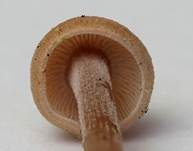 Knopfstieliger Rübling, Foto 22
