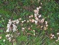 Knopfstieliger Rübling, Foto 25