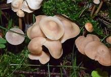 Knopfstieliger Rübling, Foto 26