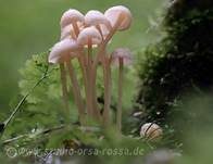Knopfstieliger Rübling, Foto 28