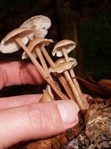 Knopfstieliger Rübling, Foto 5