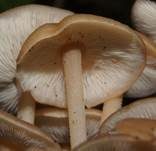 Knopfstieliger Rübling, Foto 32