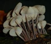 Knopfstieliger Rübling, Foto 36