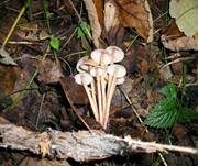 Knopfstieliger Rübling, Foto 40