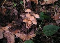 Knopfstieliger Rübling, Foto 41