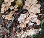 Knopfstieliger Rübling, Foto 43