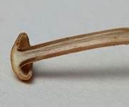 Knopfstieliger Rübling, Foto 7