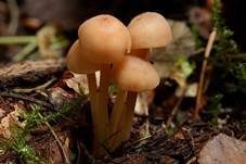 Knopfstieliger Rübling, Foto 8