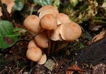 Knopfstieliger Rübling, Foto 9
