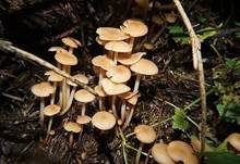 Knopfstieliger Rübling, Foto 11