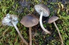 Knorpelstieliger Wasserfuß, Foto 7