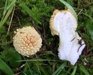 Königsfliegenpilz, Foto 26