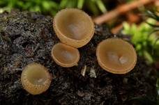 Körnchen-Becherling, Foto 8