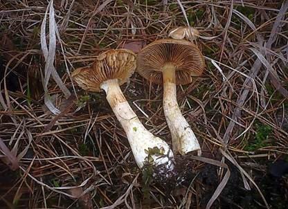 Körnighäutiger Schleimkopf, Foto 2