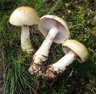 Körnighäutiger Schleimkopf, Foto 5