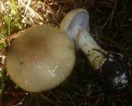 Körnighäutiger Schleimkopf, Foto 8