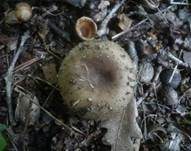 Kratzender Kammtäubling, Foto 15
