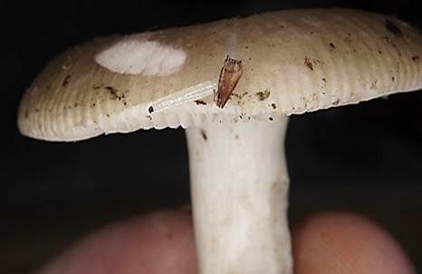 Kratzender Kammtäubling, Foto 4