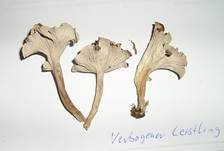 Krause Kraterelle, Foto 12