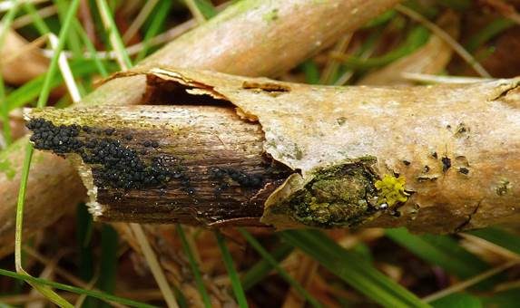 Birnenförmiger Kernpilz, Foto 2