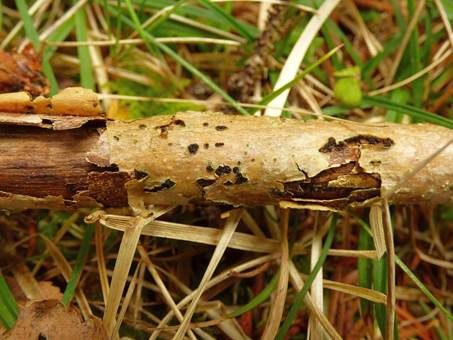 Birnenförmiger Kernpilz, Foto 4