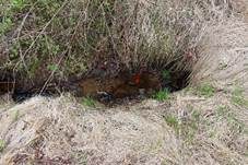 Kraushaar-Wasserpilz, Foto 13