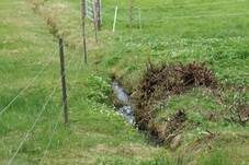Kraushaar-Wasserpilz, Foto 14