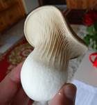 Kräuterseitling, Foto 13