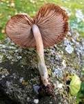 Birnenrisspilz, Foto 11