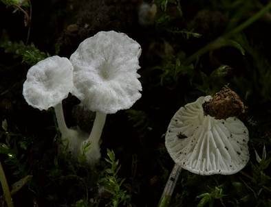 Kreidiges Mehlpilzchen, Foto 2