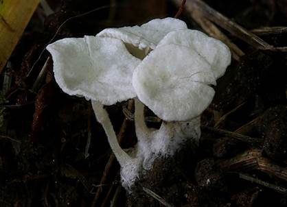 Kreidiges Mehlpilzchen, Foto 3