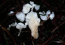 Kreidiges Mehlpilzchen, Foto 10