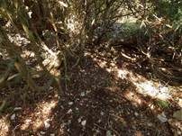 Kreuzsporiger Ritterling, Foto 20