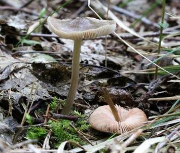 Kreuzsporiger Rötling, Foto 3