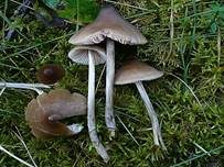 Kreuzsporiger Rötling, Foto 13