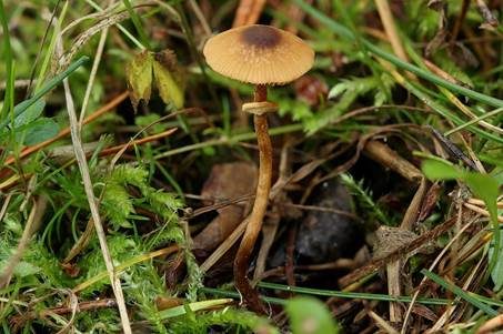 Krönchen-Glockenschüppling, Foto 2
