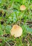 Krönchen-Glockenschüppling, Foto 21