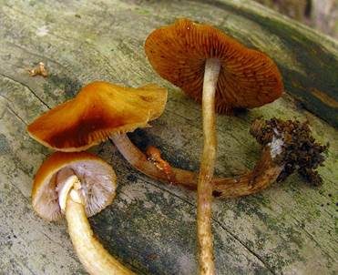 Krönchen-Glockenschüppling, Foto 4