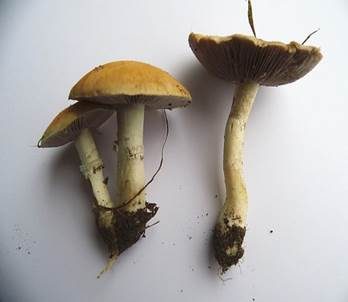 Krönchenträuschling, Foto 3