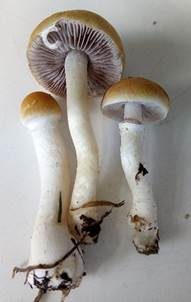 Krönchenträuschling, Foto 5