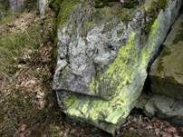 Krustenflechte, Foto 5