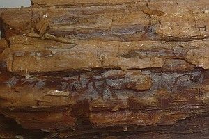Kugelsporiger Hauchpilz, Foto 1