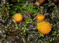 Kugelsporiger Lehmbecherling, Foto 7