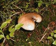 Kuhmaul, Foto 19