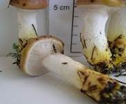 Kuhmaul, Foto 23